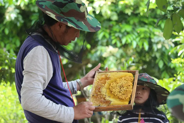 beekeeper harvesting honey