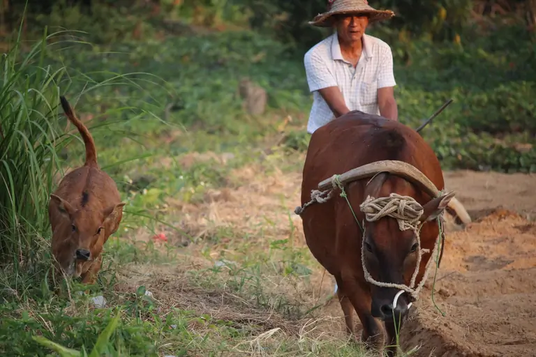 farmer with buffalo