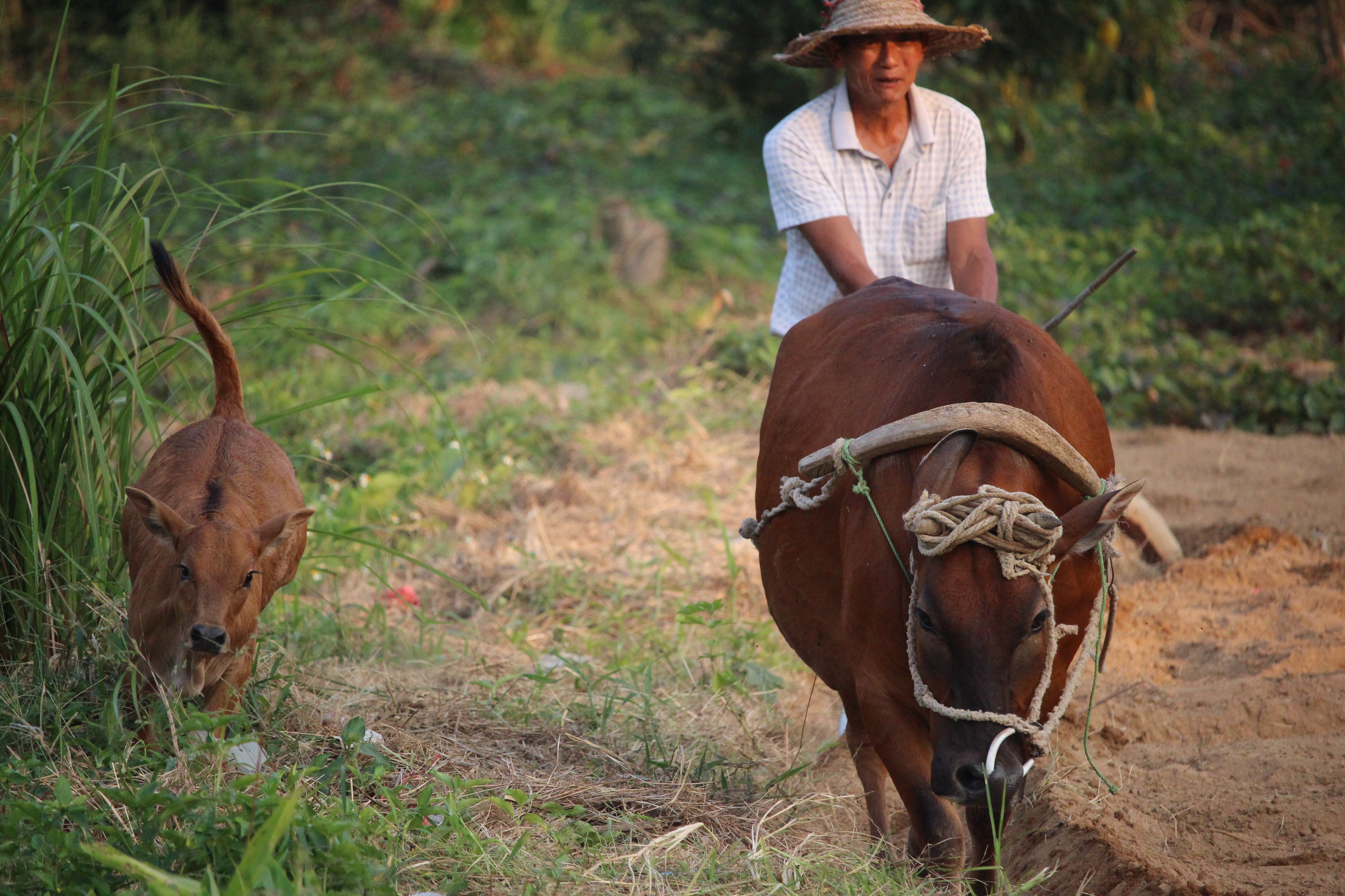 farmer with buffalo
