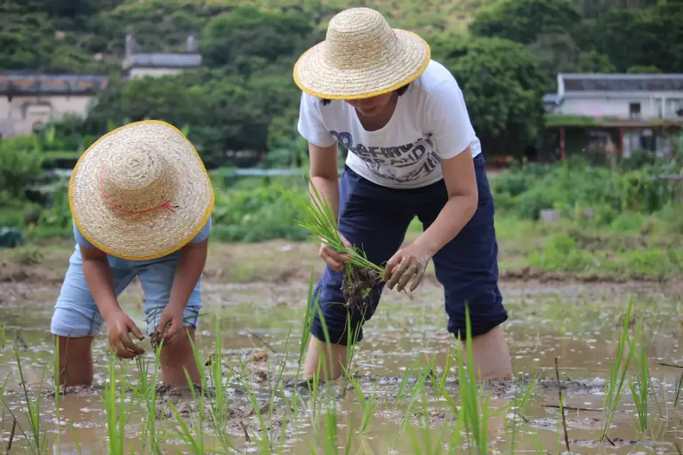 planting rice