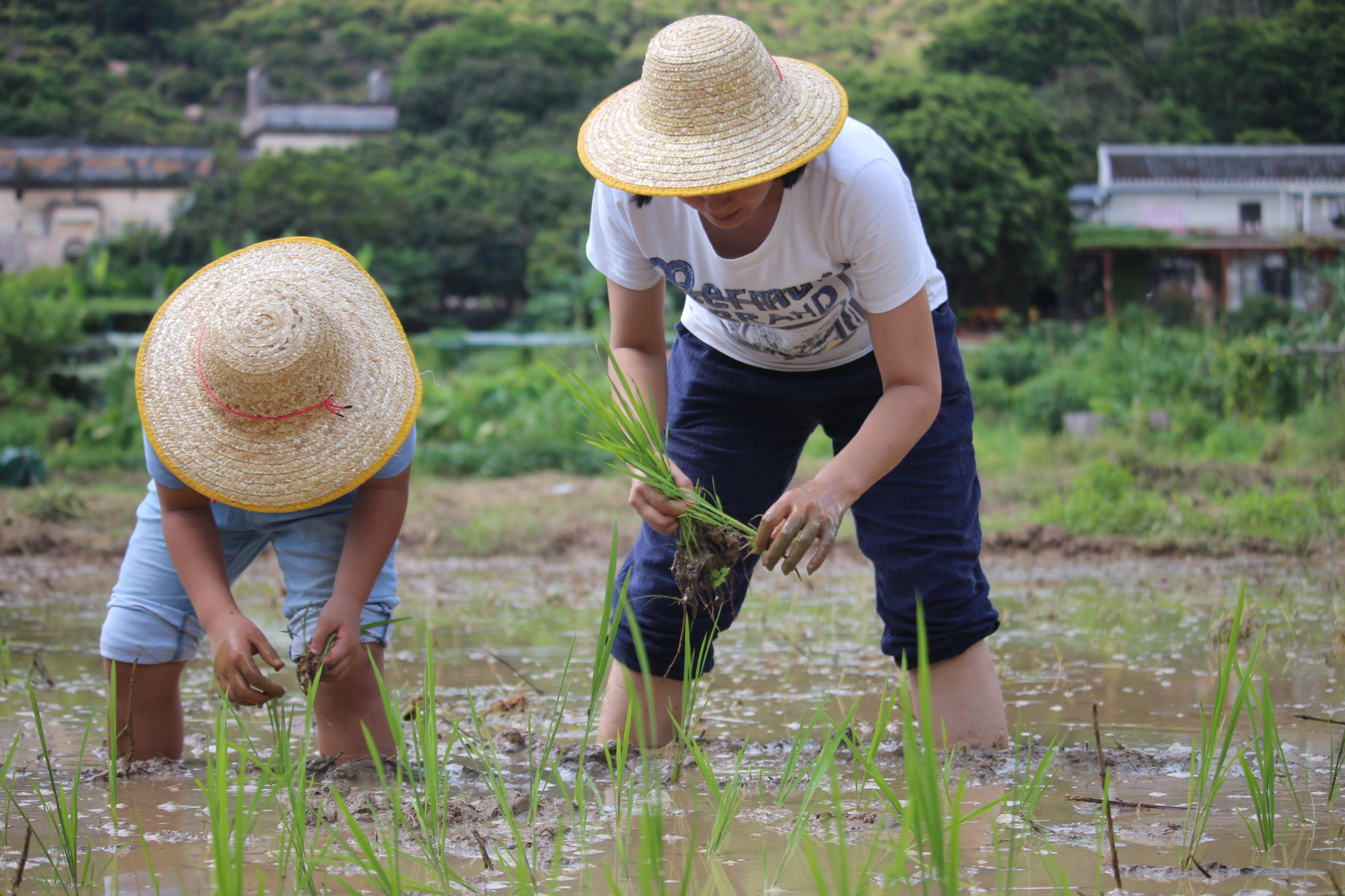 planting rice